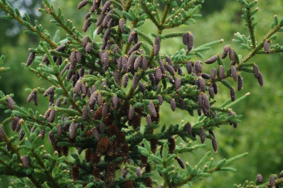 Glehni kuusk (Picea glehnii)