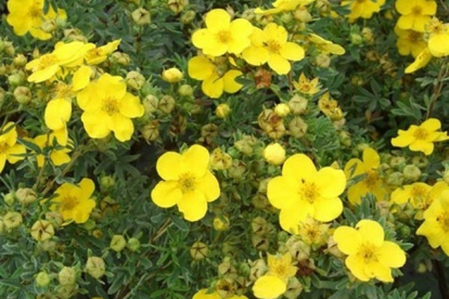 Põõsasmaran ´Goldfinger´ (Potentilla fruitcosa)