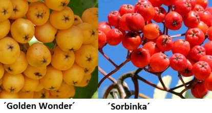 Perepihlakas: ´Golden Wonder´ ja ´Sorbinka´