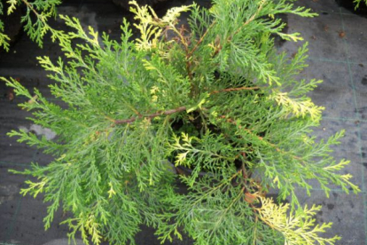 Mikrobioota ´Goldspot´ (Microbiota decussata)  Noortaim - P11 pott