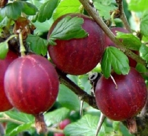 Karusmari 'Achilleus' (Grossularia uva-crispa)