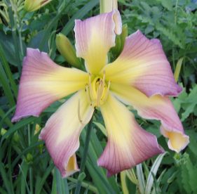 Päevaliilia ´Dancing Summerbird´ (Hemerocallis)