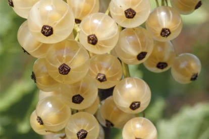 Valge sõstar ´Hele´ (Ribes niveum)