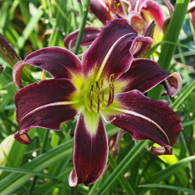 Päevaliilia ´Paint in black´ (Hemerocallis)