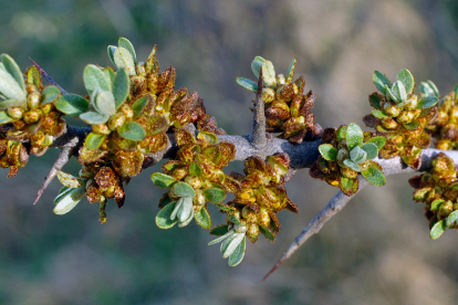 Astelpaju - isane (Hippophae rhamnoides)