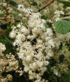 Mitmevärviline ebaenelas (Holodiscus discolor)