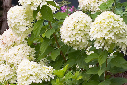 Aedhortensia ´Little Lime´ (Hyrdangea paniculata)