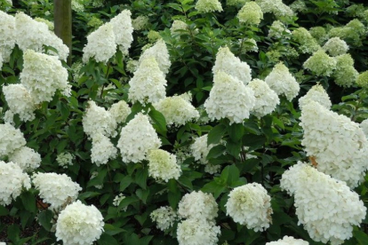 Aedhortensia ´Polar Bear´ (Hydrangea paniculata) - Tellimisel