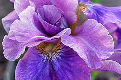Siberi võhumõõk ´Having Fan´ (Iris sibirica)