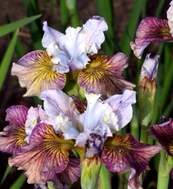 Siberi võhumõõk ´Painted Woman´ (iris sibirica)