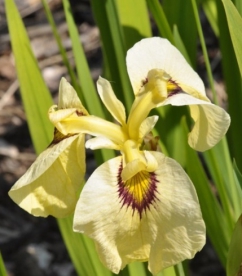 Iris pseudata ´Rjugani´
