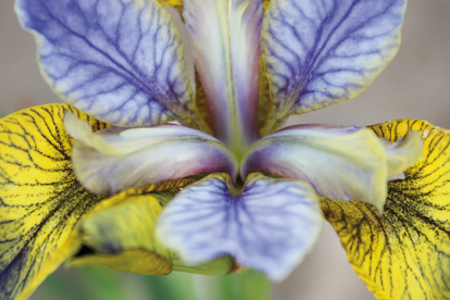 Siberi võhumõõk ´Tipped in Blue´ (Iris sibirica)