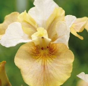 Siberi võhumõõk ´White Amber´ (Iris sibirica)