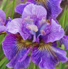 Siberi võhumõõk ´Careless Sally´  (Iris sibirica)