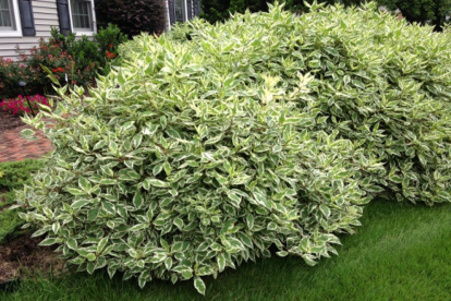 Siberi kontpuu ´Ivary Halo´ (Cornus sibirica)