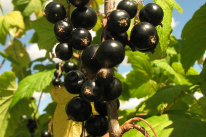Must sõstar ´Karri´ (Ribes nigrum)