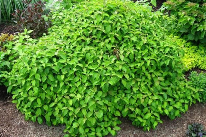 Võsund-kontpuu ´Kelsey´s Dwarf´ (Cornus stolonifera) - Saadaval Juuni 2022