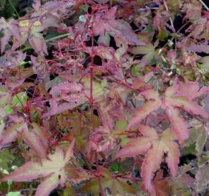 Kämmalvaher (acer palmatum) noortaim
