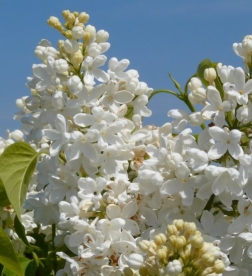 Harilik sirel ´Königin Luise (Syringa vulgaris) - Tellimisel