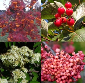 Nelipakk "Noored pihlakas" - noortaimed