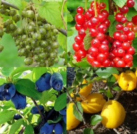 Nelipakk "Söödavad viljad"