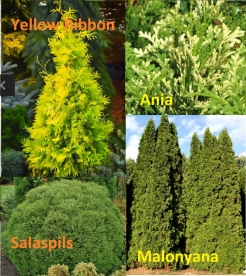 Nelipakk "Noored elupuud" - sordid ´Yellow Ribbon´, ´Ania´, ´Salaspils ´ja ´Malonyana´