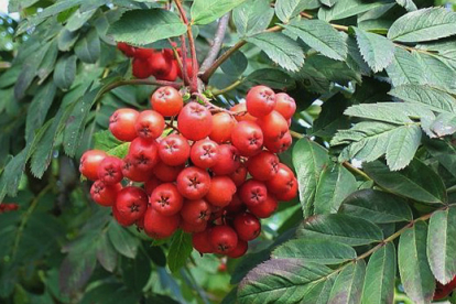 Pihlakas ´Konzentra´ (Sorbus) - Tellimisel