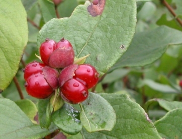 Korea kuslapuu (Lonicera vesicaria)