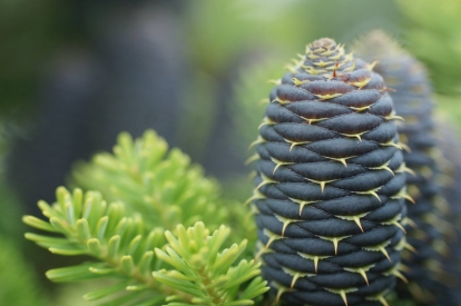 Korea nulg (Abies koreana)  - noortaim 15 cm kõrge