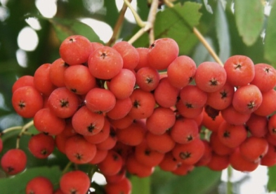 Pihlakas ´Krasnaja krupnaja´ (Sorbus )