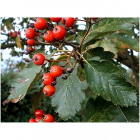 Harilik pooppuu (Scandosorbus intermedia)  - seemik