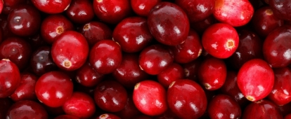 Suureviljaline jõhvikas  'Dižbrūklene'  (Vaccinium macrocarpon)