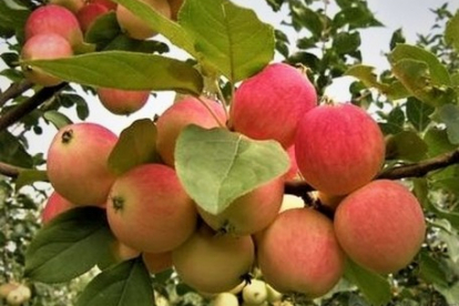 Õunapuu ´Zao Hong´ (Malus domestica) - poogitud 2020 kevade (taim kuni 30 cm kõrge)