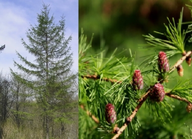 Dauuria lehis (Larix dahurica)