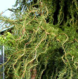 Jaapani lehis ´Diana´ (Larix kaempferi) - Tellimisel