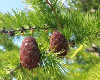 Siberi lehis (Larix sibirica) - taimed 25 cm kõrged