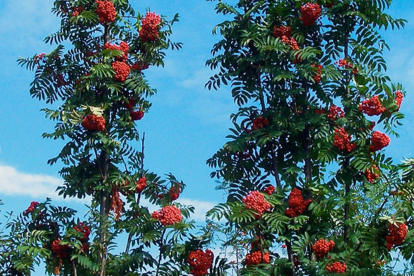 Pihlakas "Lehovska"  - tõeline püramiid (Sorbus aucuparia)