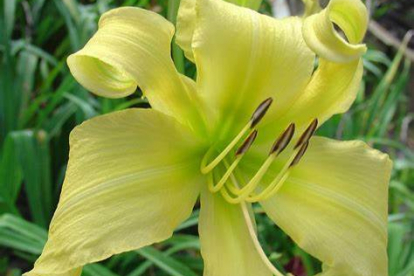 Päevaliila ´Lemon Madeline´ (Hemerocallis)