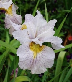 Siberi võhumõõk ´Lemon Veil ´ (Iris sibirica)