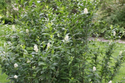 Harilik liguster ´Pyramidalis´ (Ligustrum vulgare)