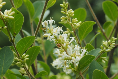 Hokkaido liguster (Ligustrum tschonoskii)