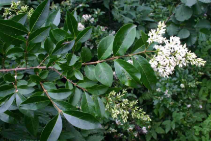 Harilik liguster (Ligustrum vulgare)