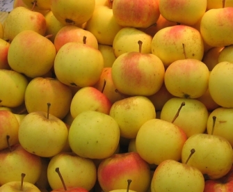 Aed õunapuu ´Liivi Kuldrenett´ (Malus domestica) - 0.5 m okulaat