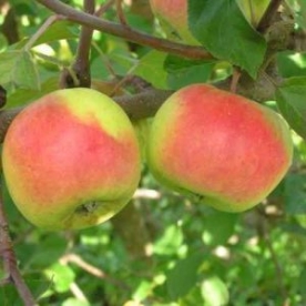 Aed õunapuu ´Liivi sibulõun´ (Malus domestica) - okulaat 40 cm