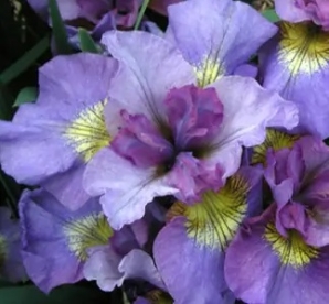 Siberi võhumõõk ´Like Lavender´ (Iris sibirica)
