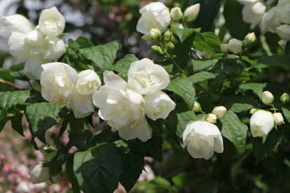 Ebajasmiin ´Little white love´ (Philadelphus) - Tellimisel