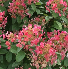 Aedhortensia ´Little quick Fire´ (Hydrangea paniculata)