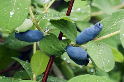 Söödav kuslapuu ´Dessertnaja´  (Lonicera edulis)