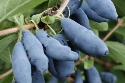 Söödav kuslapuu ´Leningradski velikan´ (Lonicera edulis)