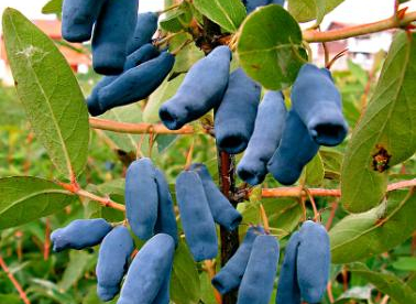 Söödav kuslapuu ´Zoluska Salaspils´ (Lonicera edulis)